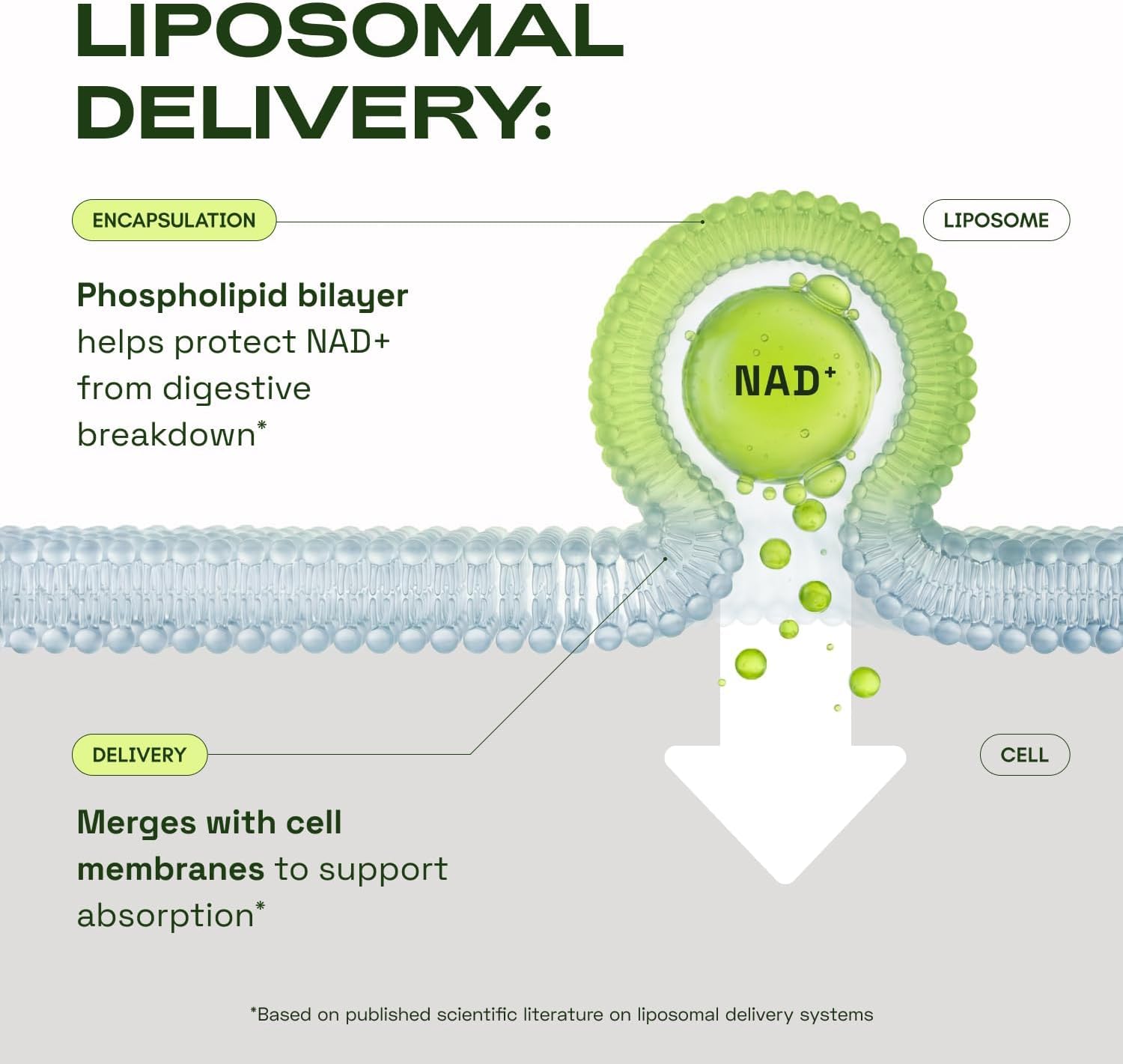 Cata-Kor NMN Supplement Alternative – Liposomal NAD+ Supplement – Third-Party Tested – NAD CORE – 30-Day Supply – 60 Capsules Cata-KorBuy Supplements Australia