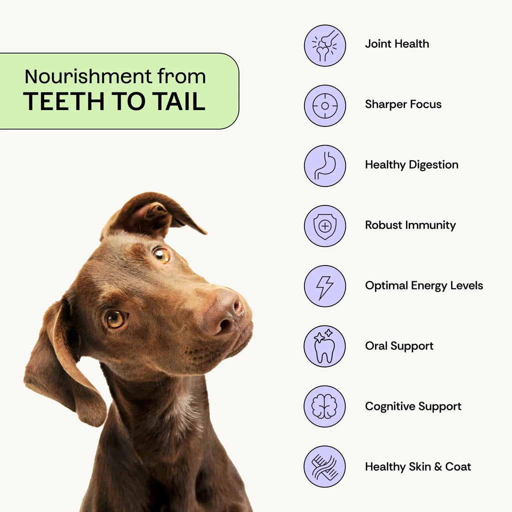 Daily Prebiotic + Postbiotic Dog Supplement Powder | 12-in-1 Support for Gut, Joints, Allergy, Immunity, Calming & Oral Health | Human-Grade Ingredients, No Artificial Flavors-No Fillers - 30 Sachets PlentumBuy Supplements Australia