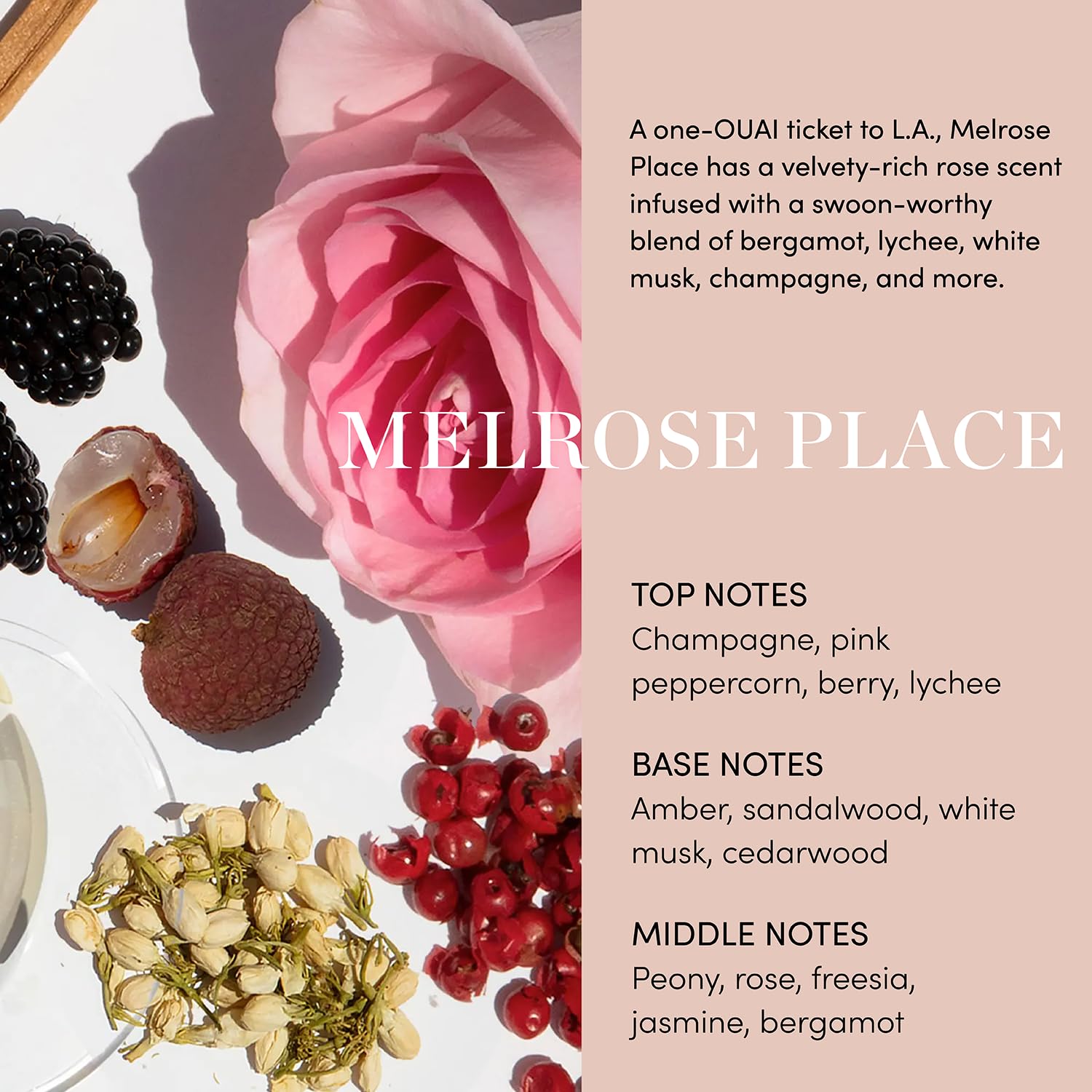 OUAI Body Cream, Melrose Place - Hydrating Whipped Body Cream with Cupuaçu Butter, Coconut Oil and Squalane - Softens Skin and Delivers Healthy-Looking Glow - Sulfate Free Skin Care (7.5 Oz) OUAIBuy Supplements Australia
