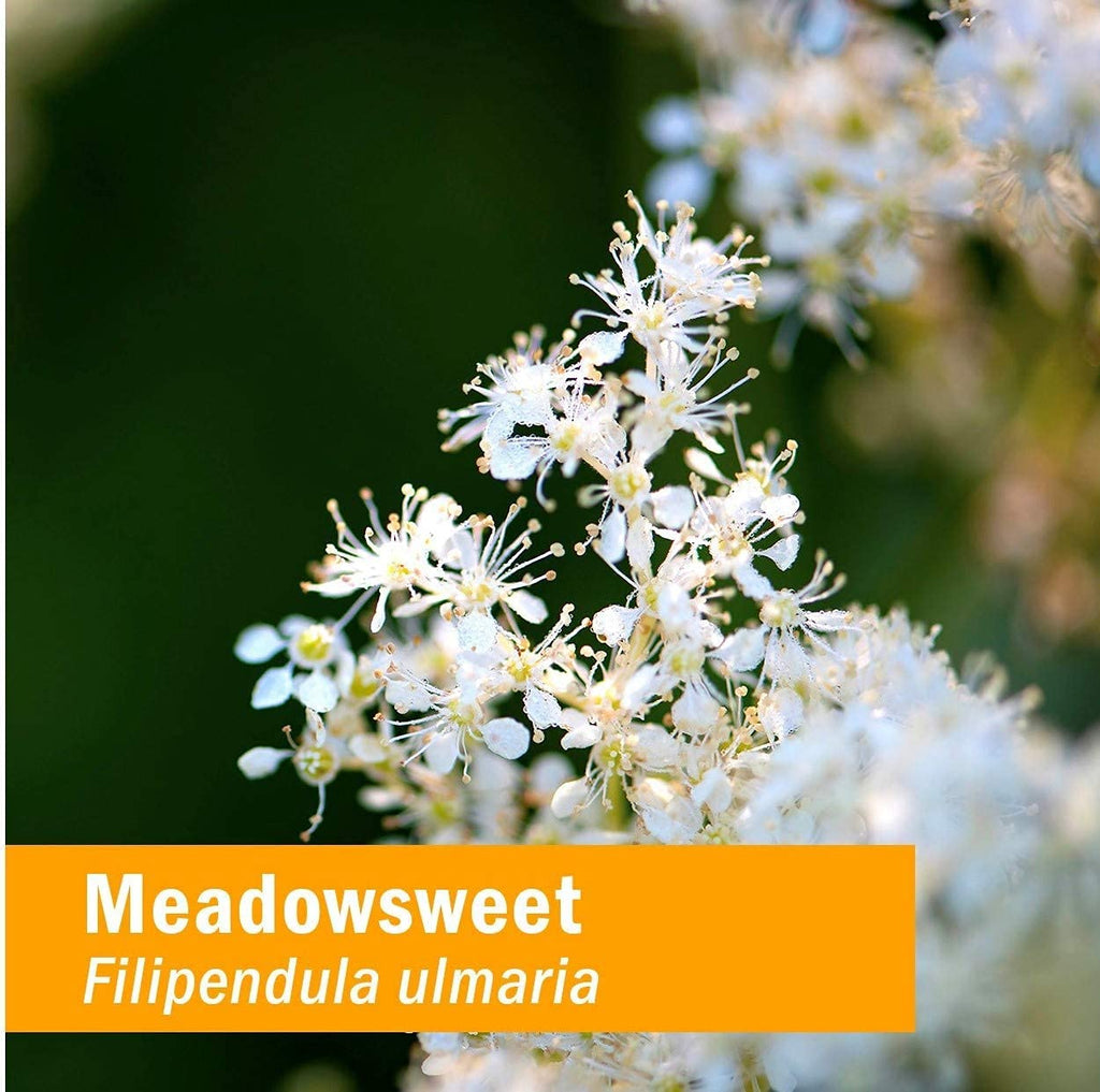 Herb Pharm Certified Organic Meadowsweet Liquid Extract for Minor Pain - 1 Ounce (DMEAD01) Herb PharmBuy Supplements Australia