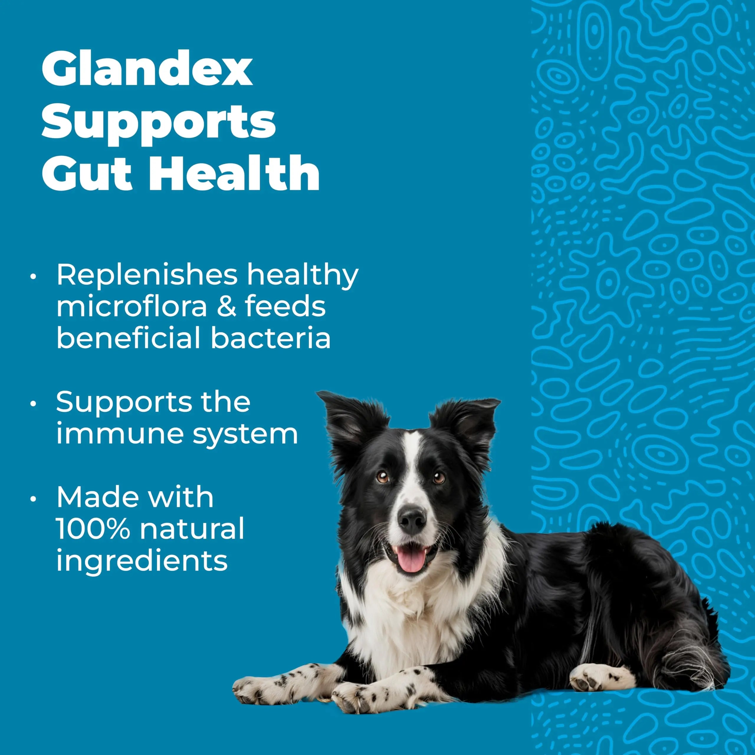 Vetnique Glandex Daily Probiotics for Dogs with Prebiotics to Support Gut Health with Fiber and Digestive Enzymes, Dog Probiotic Chews or Powders (30ct Chews, Bacon Chews) VetniqueBuy Supplements Australia