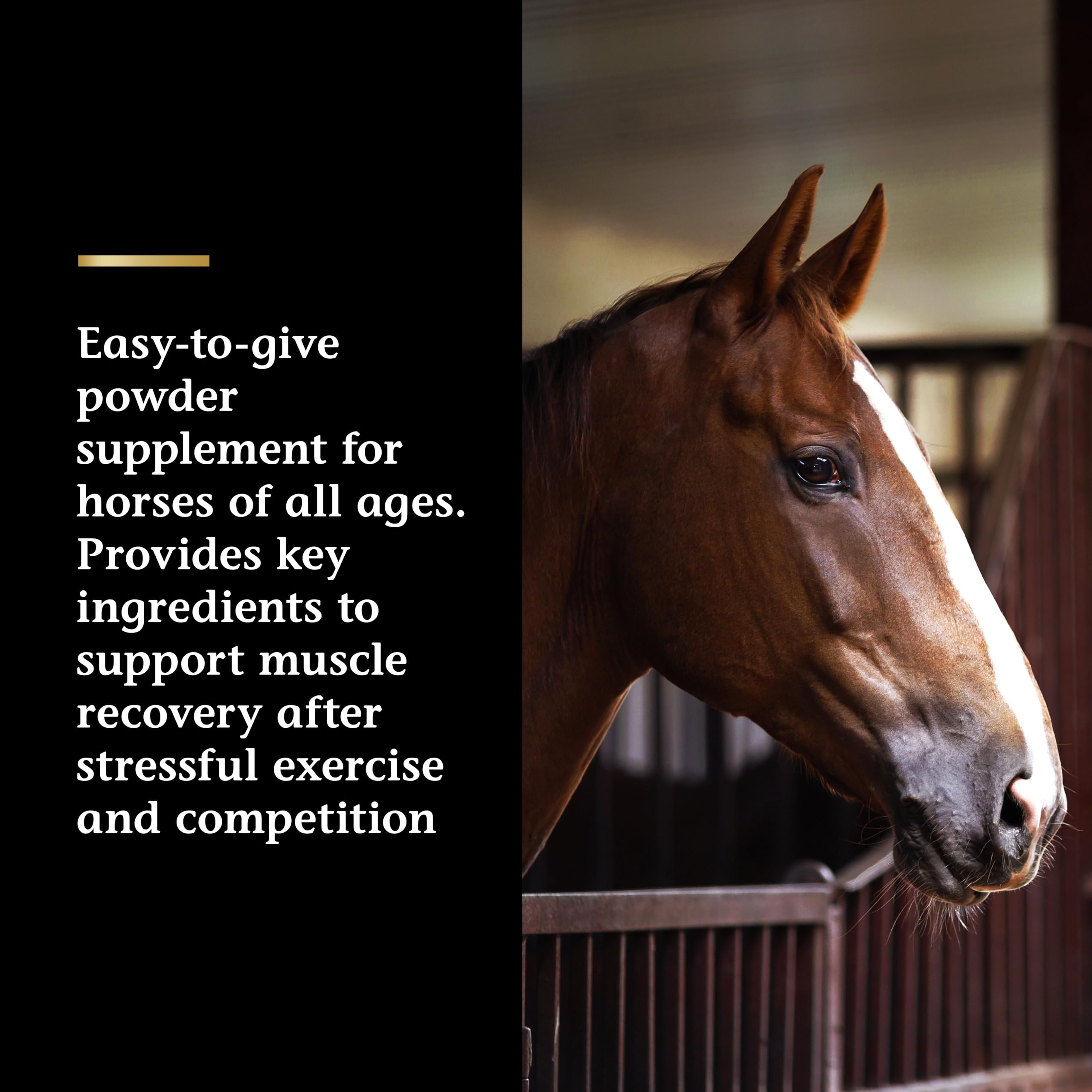 Vita Flex Pro Recovery by the Makers of Lactanase, Post Performance Horse Supplements 40 g, Show Safe Muscle Recovery Supplements, Amino Acids for Horses, Strength & Joint Health Vita FlexBuy Supplements Australia