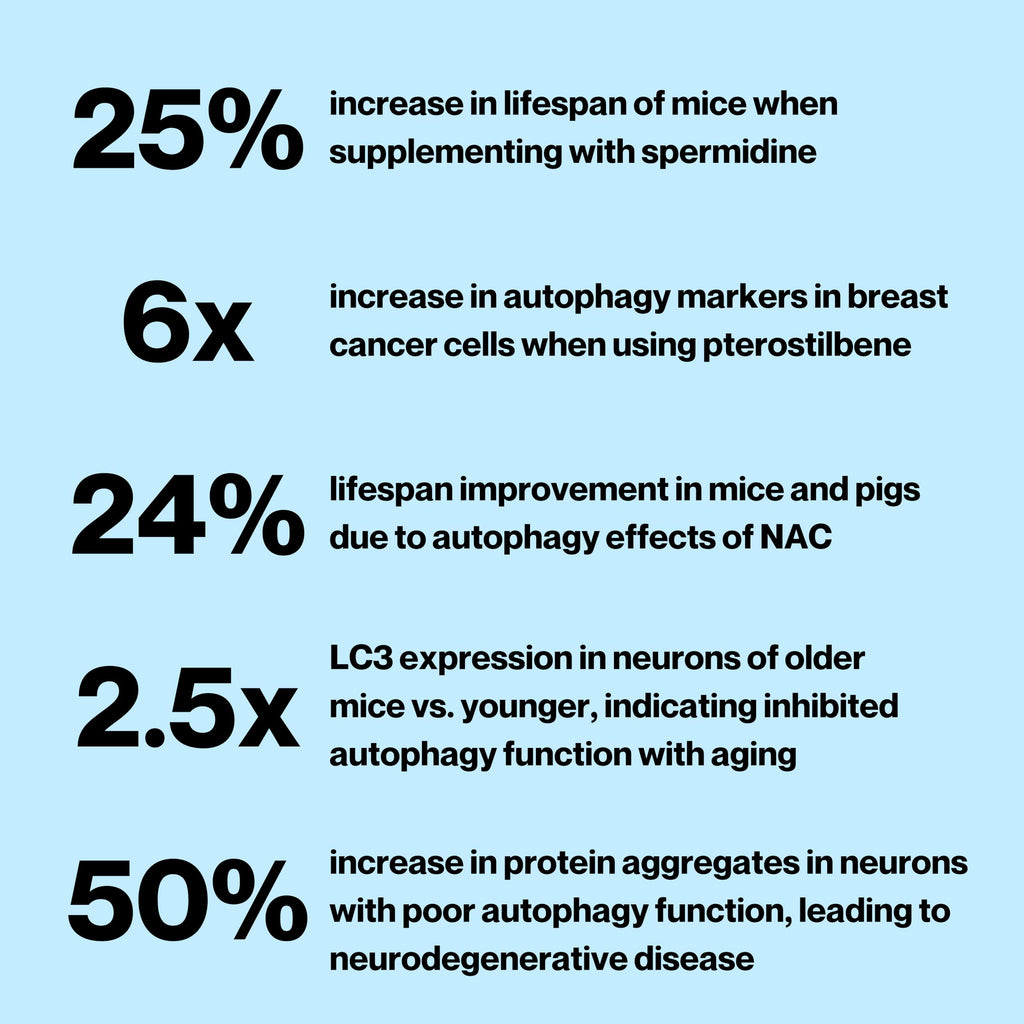 Celly Autophagy Activator | Longevity Supplement for Cellular Nutrition and Healthy Aging | Promotes Cell Renewal with Spermidine, Pterostilbene, Fisetin, and NAC | Made in USA & 3rd Party Tested CellyBuy Supplements Australia