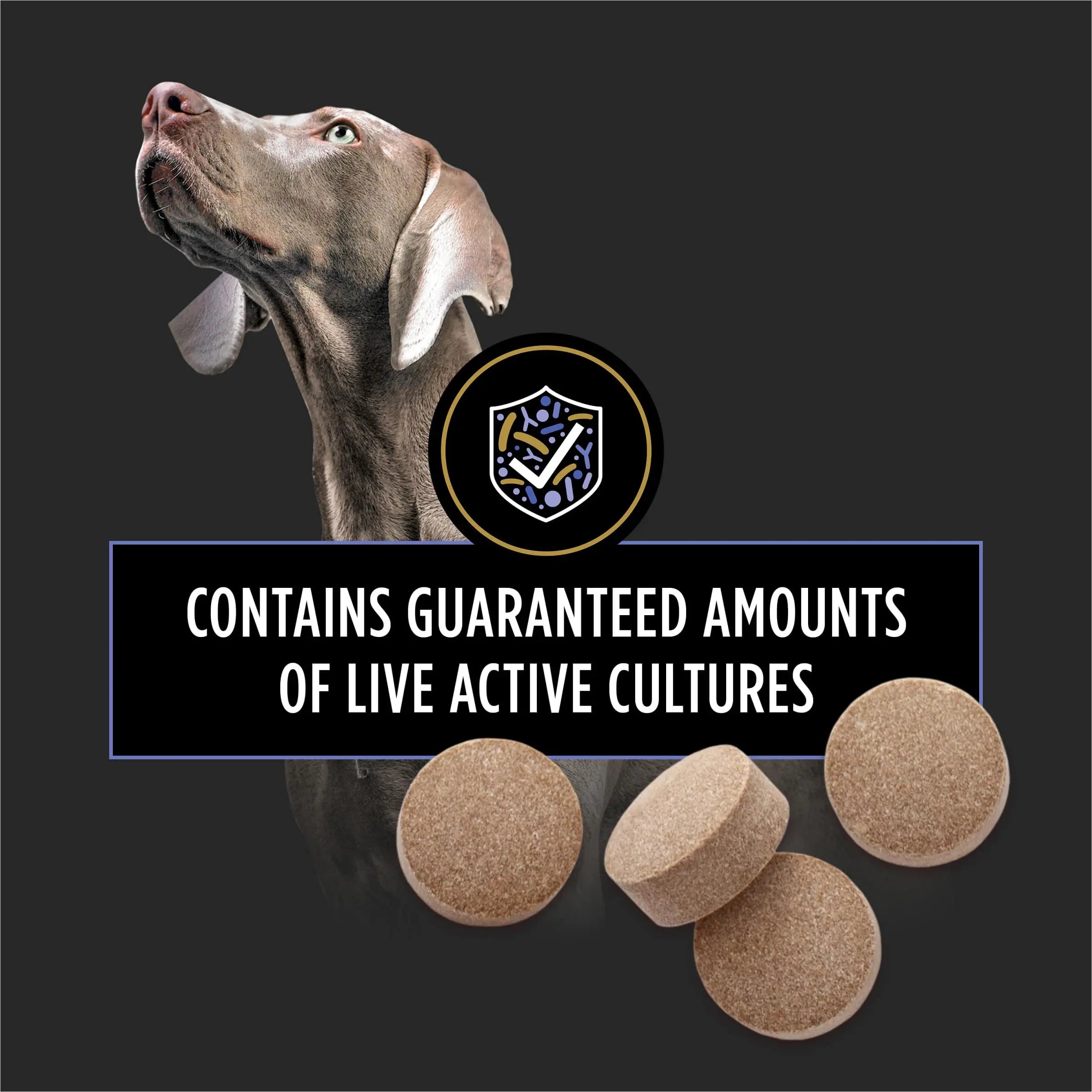 Purina Pro Plan Veterinary Supplements FortiFlora Daily Probiotics for Dogs Chewable Tablets for Digestive Gut Health and Diarrhea - 90 ct. Canister Pro Plan Veterinary DietsBuy Supplements Australia