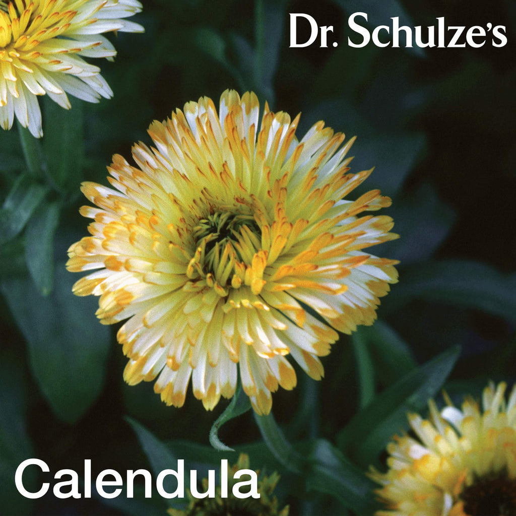 Dr. Schulze's Deep Tissue Oil | Powerful Herbal Support for Muscles, Tendons and Joints Dr. Schulze'sBuy Supplements Australia